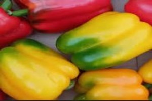Capsicum from Kenya